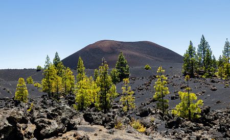Kontrast mezi sopkou El Chinyero a zelenými borovicemi