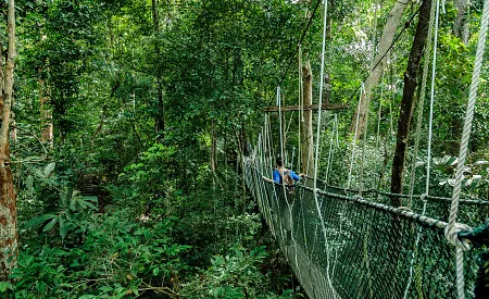 Canopy Walkway – procházka v korunách stromů NP Kinabalu na Borneu v Malajsii