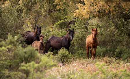 Divocí koně Cavallino della Giara na náhorní plošině Giara di Gesturi na Sardinii v Itálii