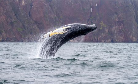 Pozorování velryb v Atlantickém oceánu na Islandu