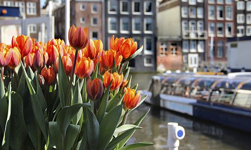 Amsterdam je městem tulipánů