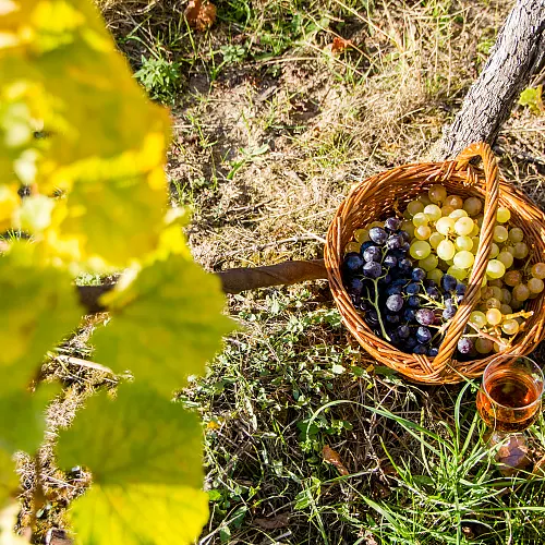 Projížďka po malebném vinařském ostrově Île d'Orléans