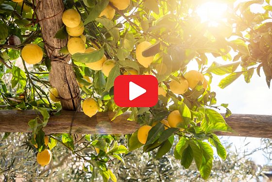 VIDEO: Amalfi – město citrónů