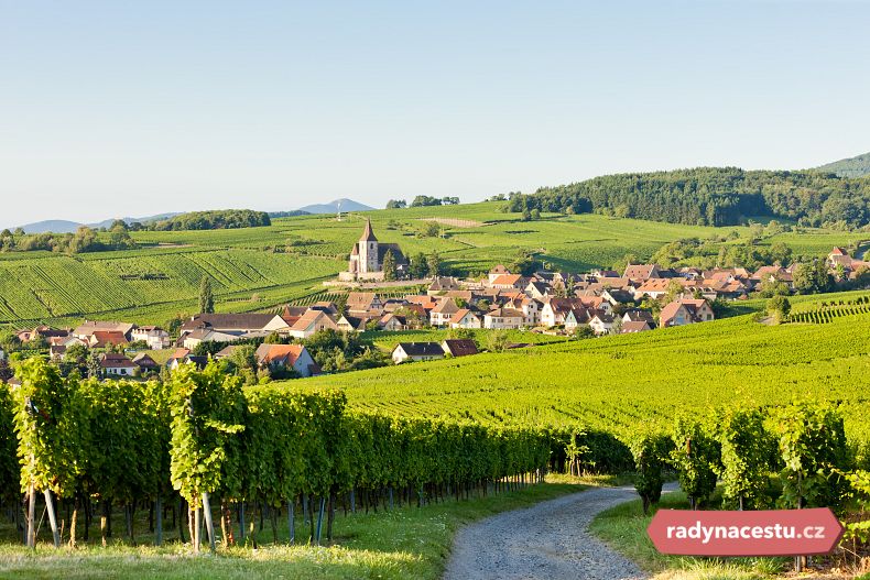 Rozsáhlé vinice v Alsasku