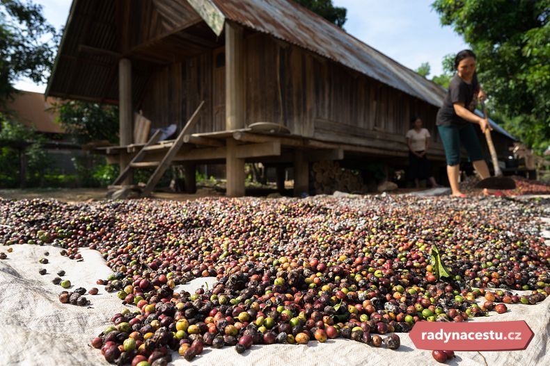 Zpracování kávy ve Vietnamu