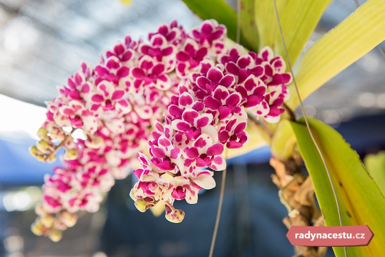 Vývoz orchidejí z Indonésie je zakázaný, přesto to lidé zas a znova zkoušejí.