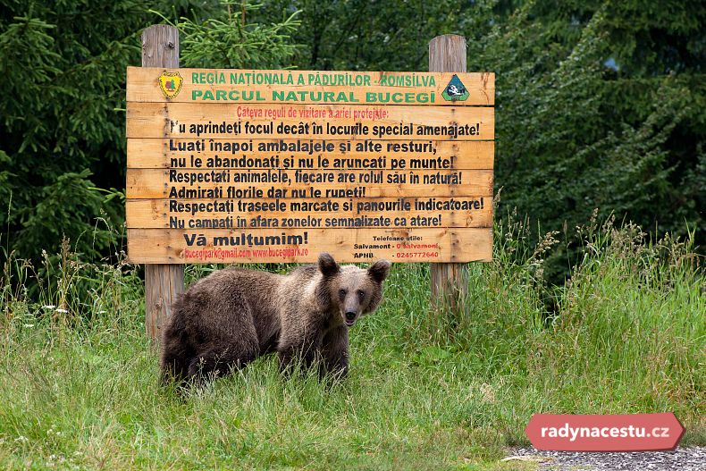 Rumunský medvěd u cedule označující přírodní park Bucegi