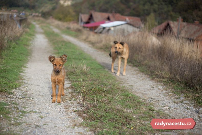Toulaví rumunští psi jsou problémem