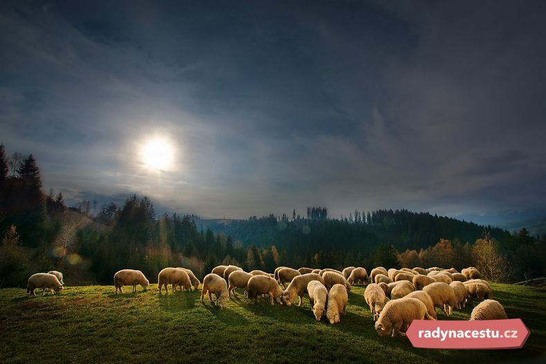 Transylvánské ovce