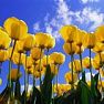 <small>Poznávací zájezd </small>Holandsko - země tulipánů