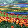 <small>Poznávací zájezd </small>Floriade 2012 (bez ubytování) - z Ostravy, Olomouce, Brna