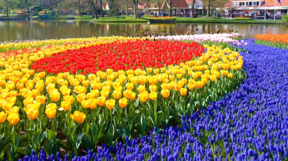 Keukenhof - každoročně v parku vykvete sedm milionů tulipánů, narcisů a hyacintů