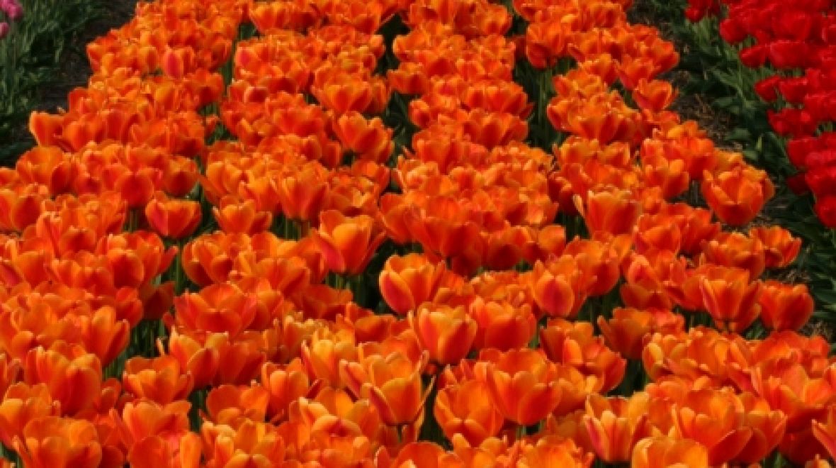 Keukenhof - každoročně v parku vykvete sedm milionů tulipánů, narcisů a hyacintů