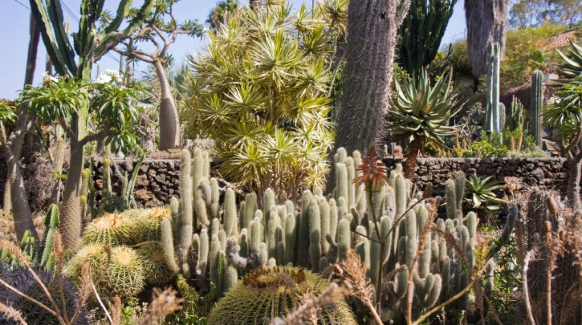 Kaktusová zahrada na La Palma