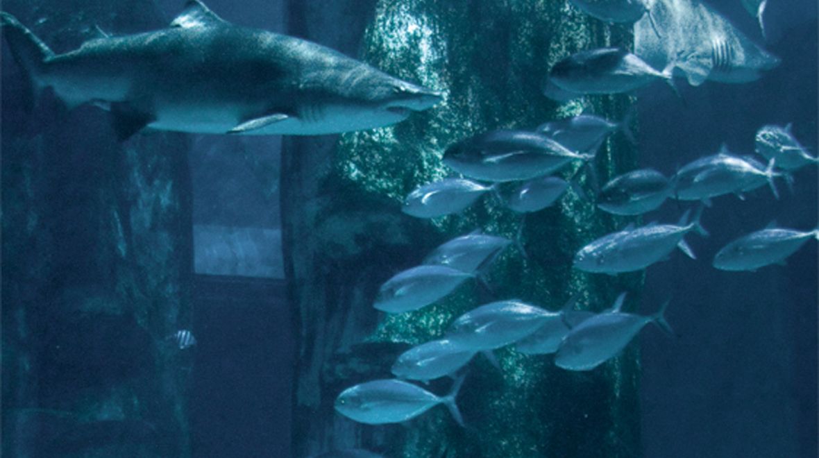 V mořském akváriu uvidíte až 350 druhů vodních živočichů