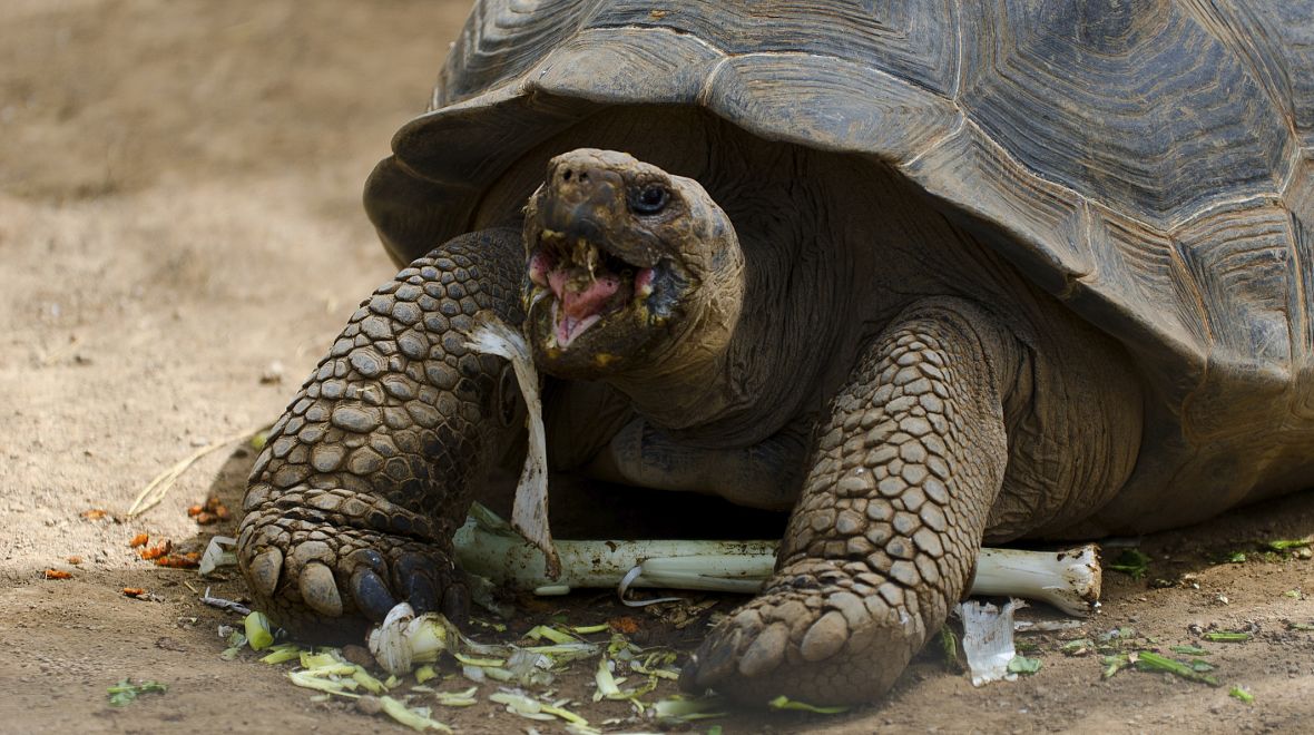 Krmit se mohou velké suchozemské želvy