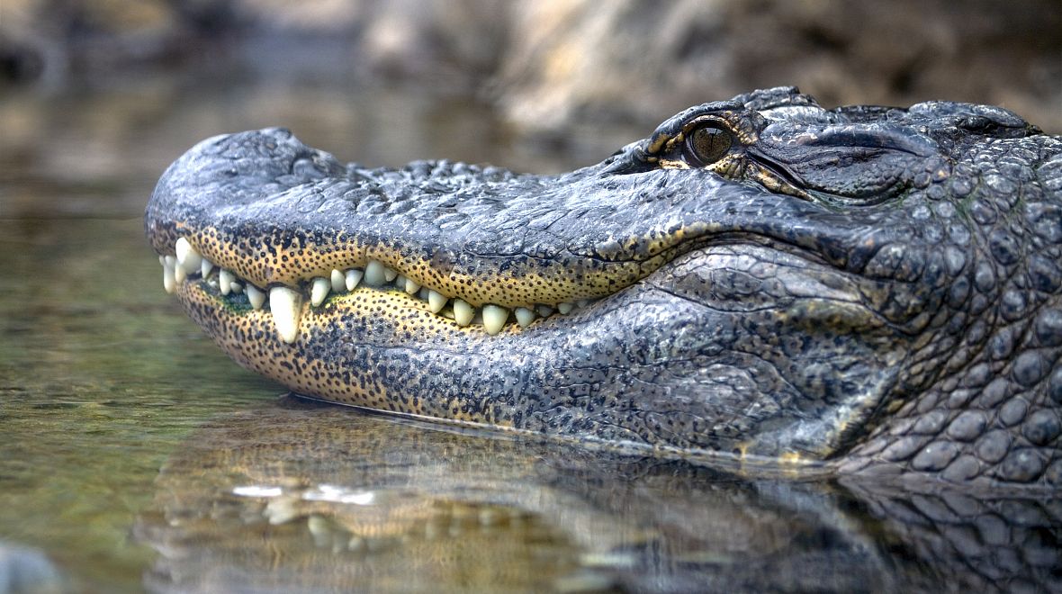 Park vlastní i několik krokodýlů