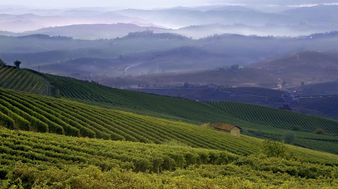 Vinice pokrývají v Itálii 700 00 hektarů půdy