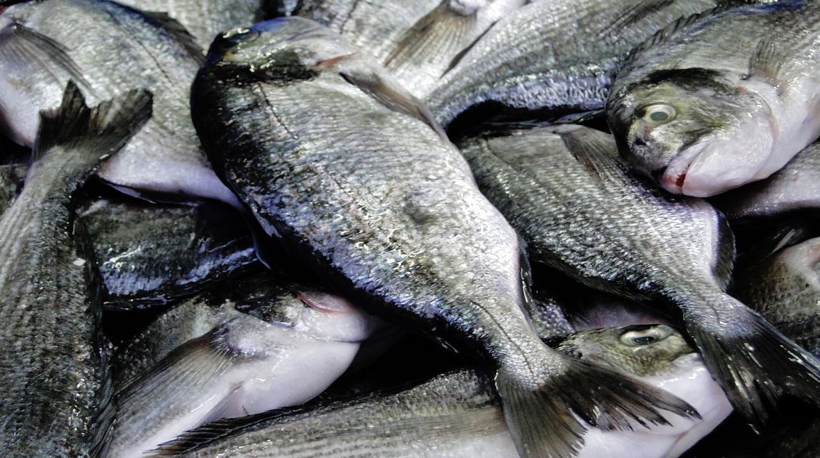 Čerstvé ryby jsou v Akku samozřejmostí