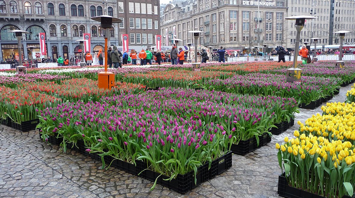 Den tulipánů na amsterdamském Dam Square