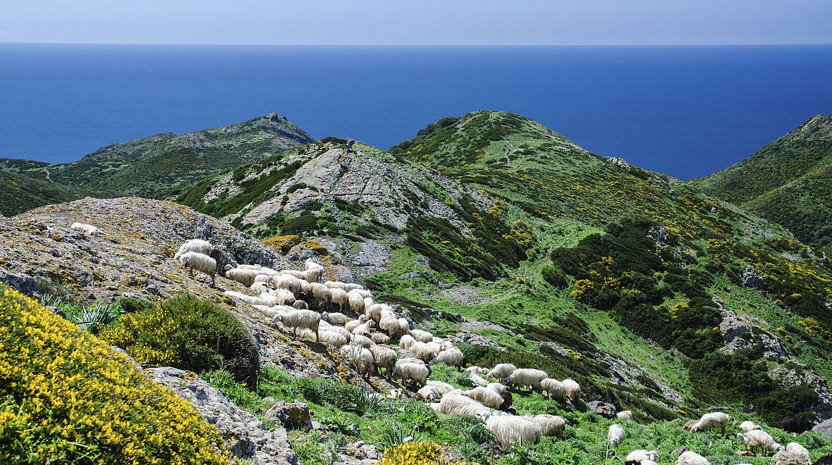 Ovce na Sardinii
