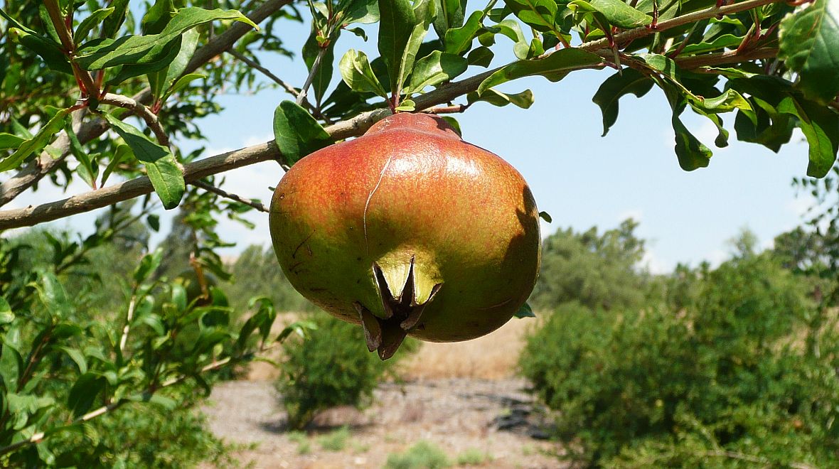 Typické galilejské ovoce - granátové jablíčko