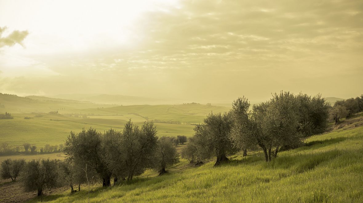 Olivové háje jsou pro Středomoří typické