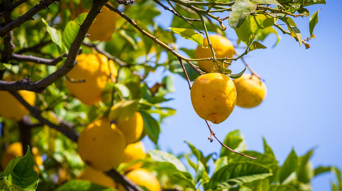 Ze Sicílie pochází více než polovina všech italských citronů