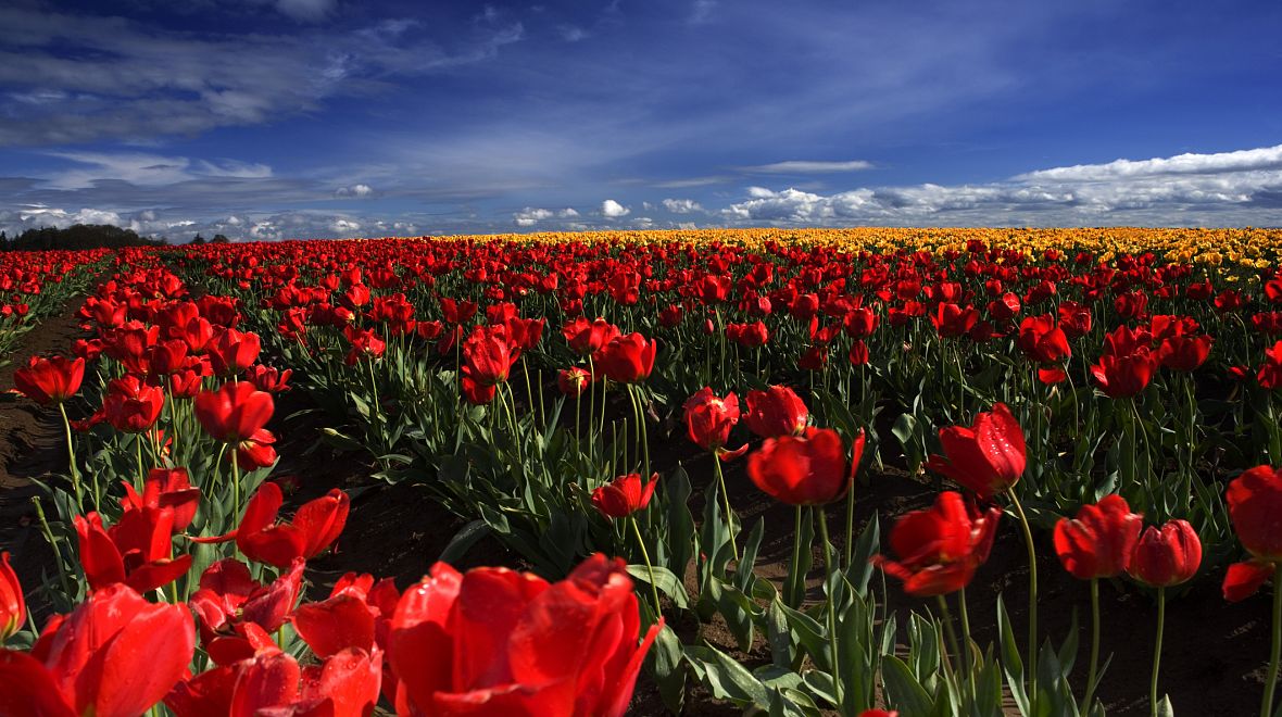 Tulipány se převážně pěstují na polích