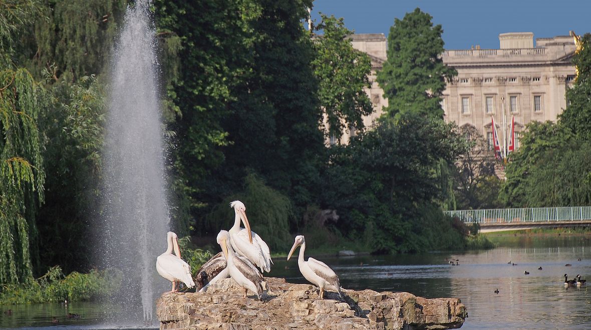 V parku sv. Jakuba můžete obdivovat pelikány