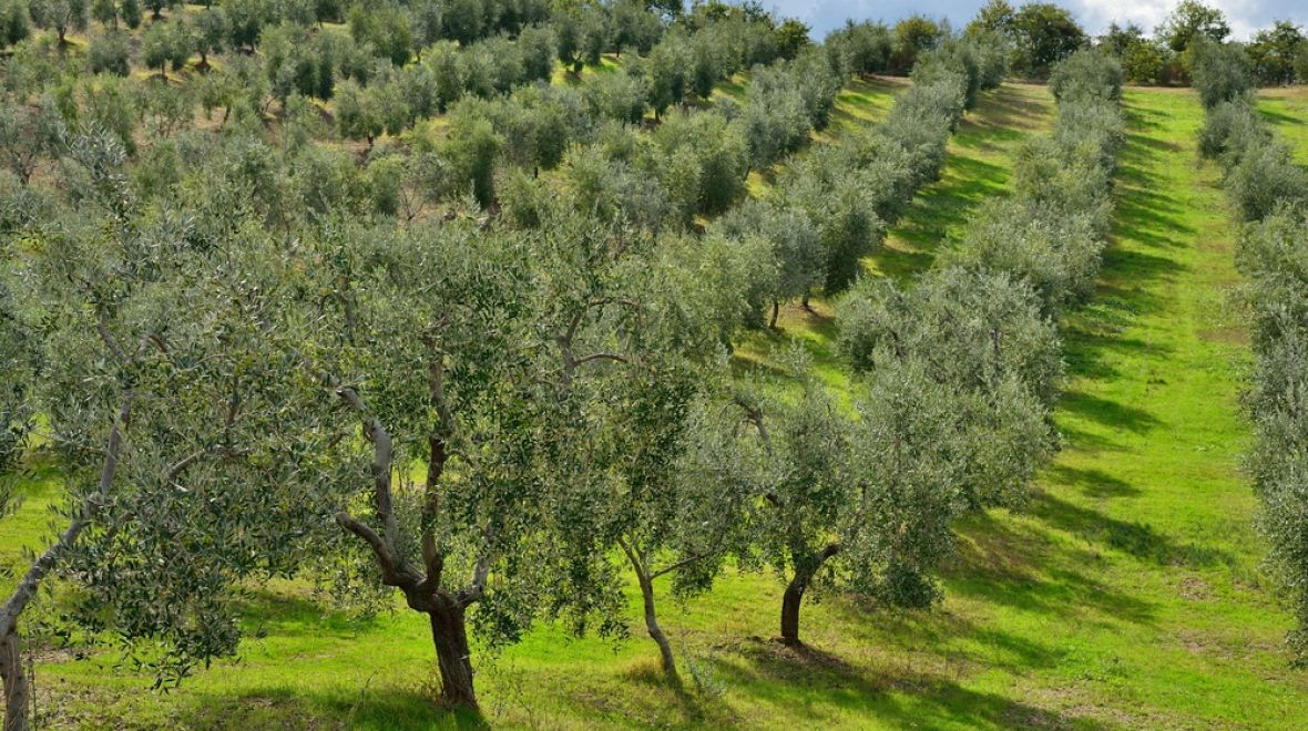 Plantáž s olivovníky