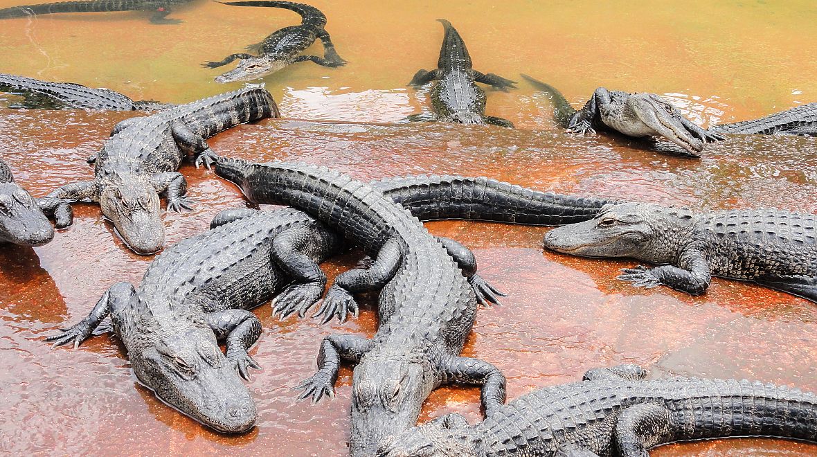 Krokodýlí farmu musíte určitě navštívit