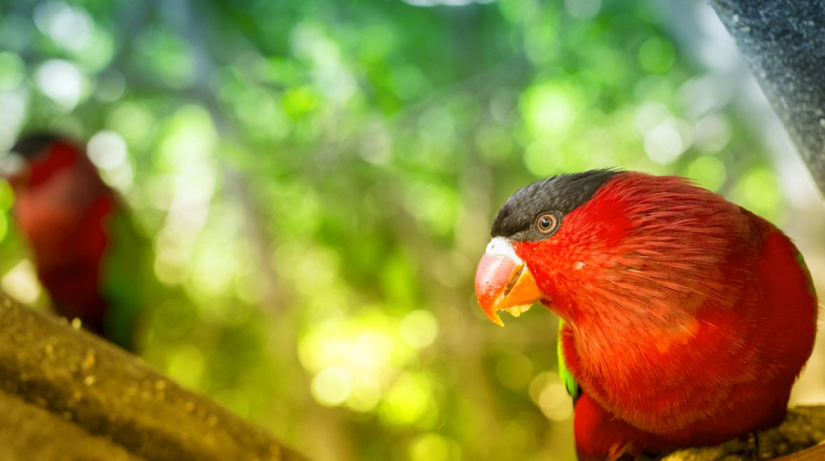 Loro Parque na Tenerife se pyšní nejrozmanitější sbírkou papoušků na světě