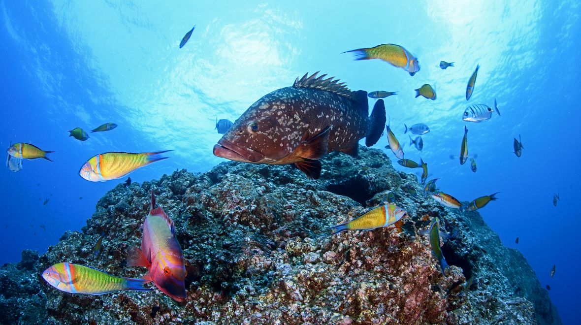 Madeira Aquarium plné nejrůznějších živočichů