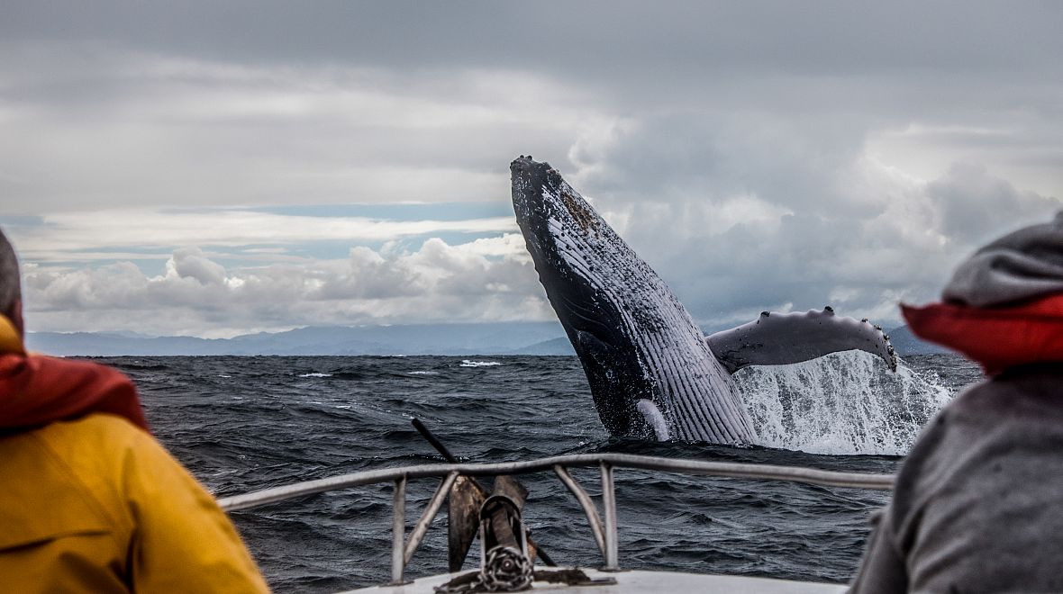Pozorování velryb v Kanadě