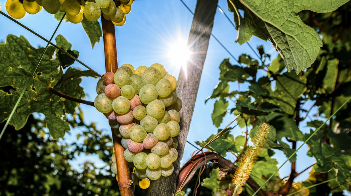 Pro pěstování vína mají v Maďarsku ideální podmínky 