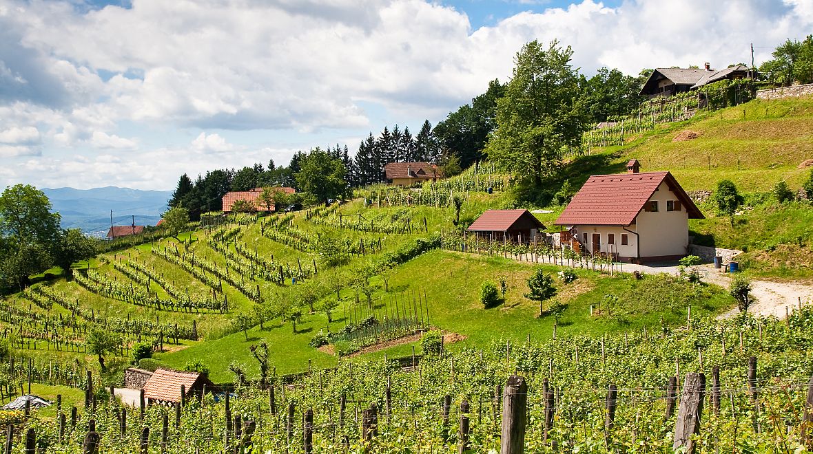 Vinohrady na Slovinsku