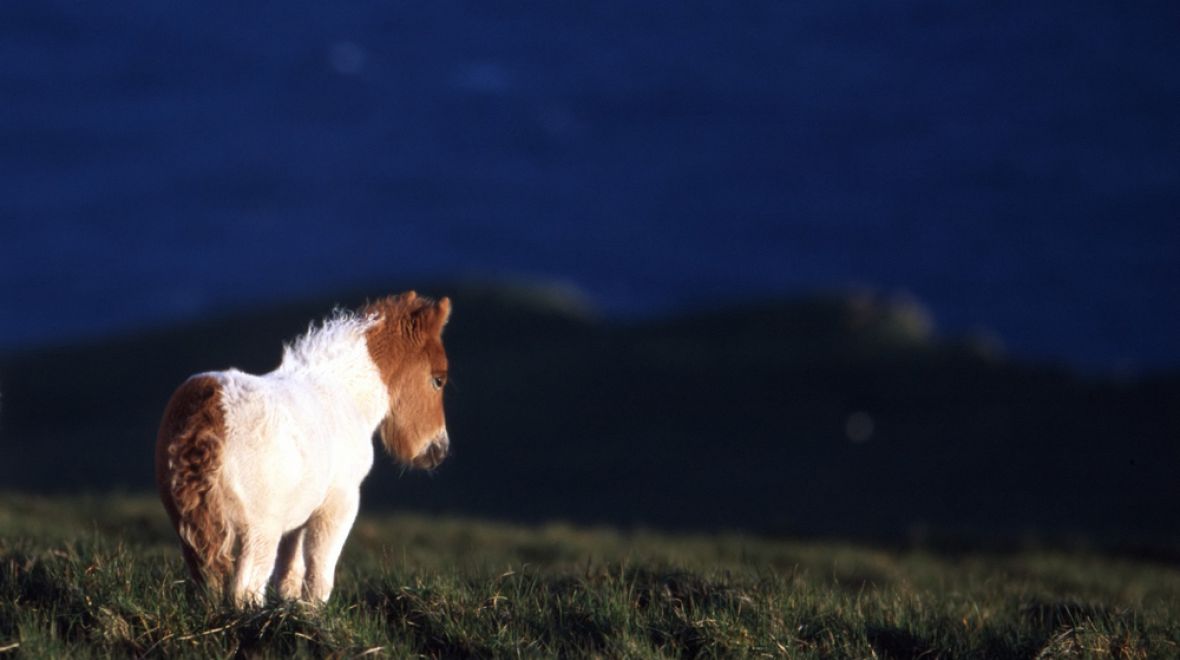 Shetlandský pony představuje nejstarší plemeno poníků