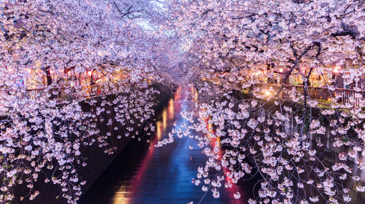 Sakury v Tokiu by letos měly nasadit své první květy 22. března