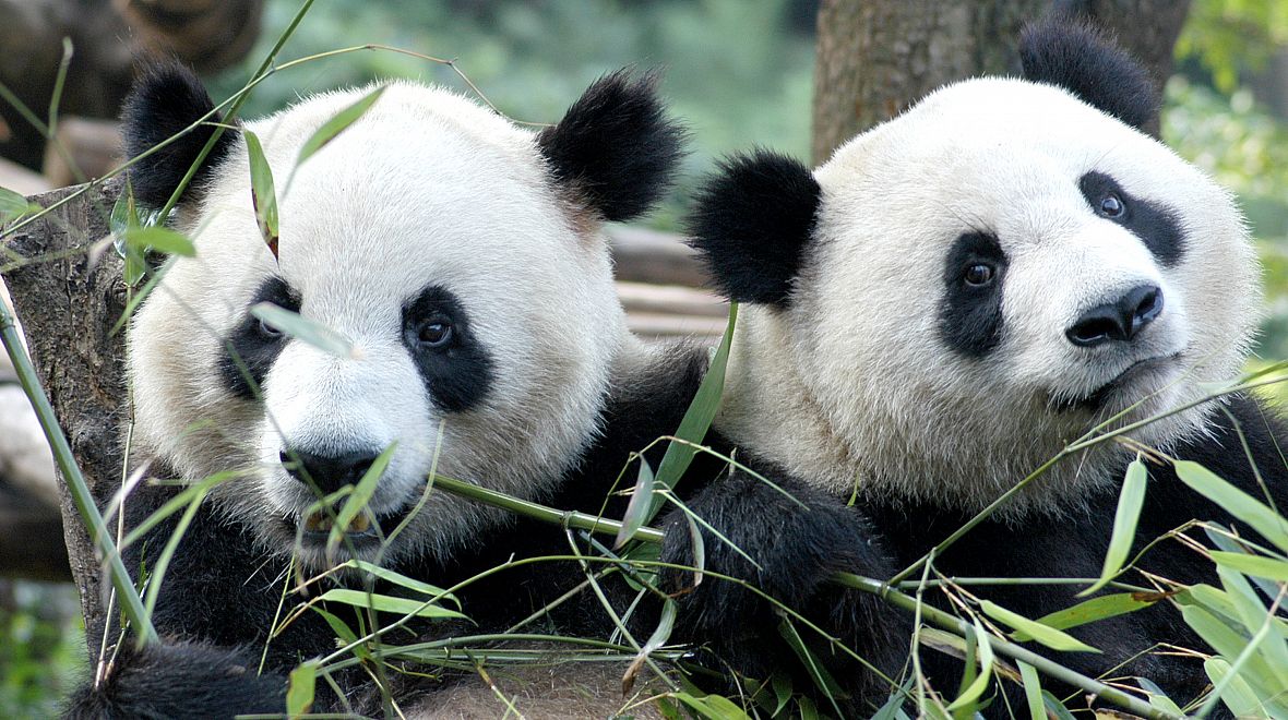 Roztomilé pandy