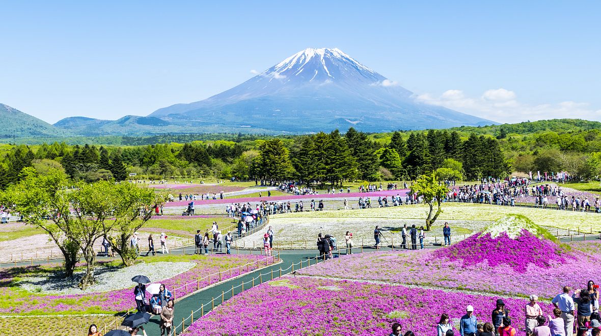 Květinový festival pod horou Fudži