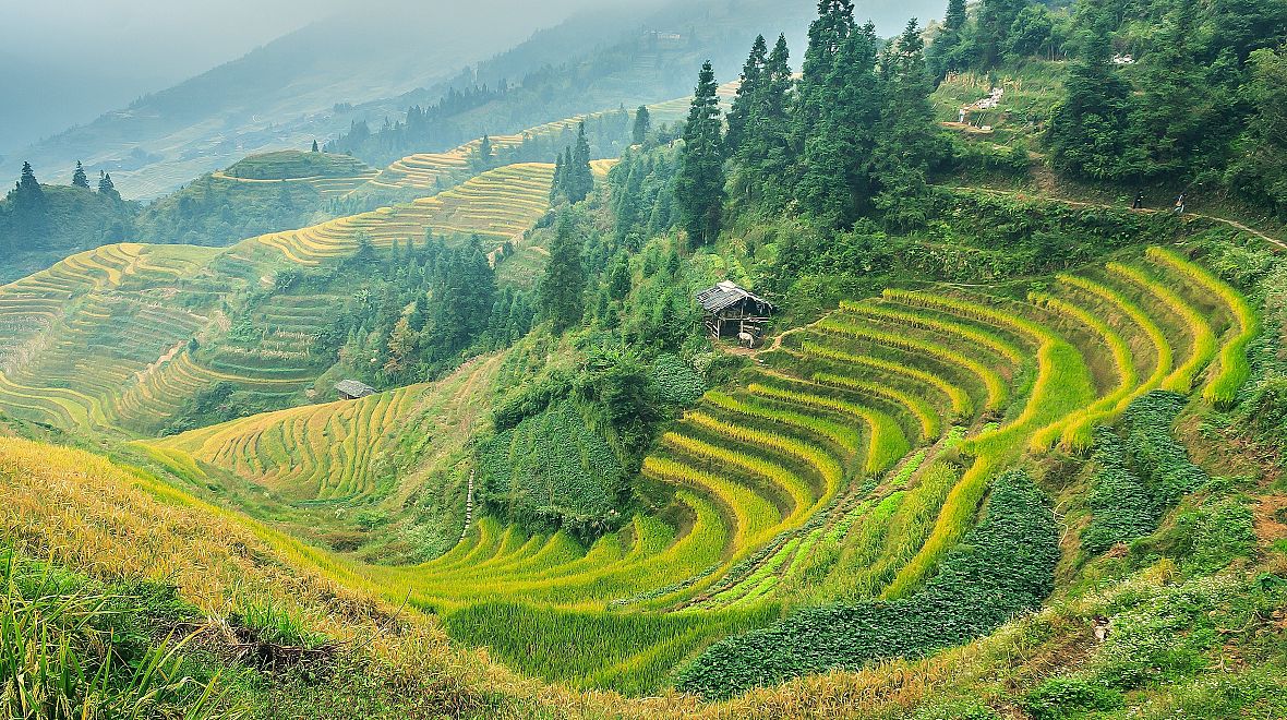 Rýžová pole v centrální Číně