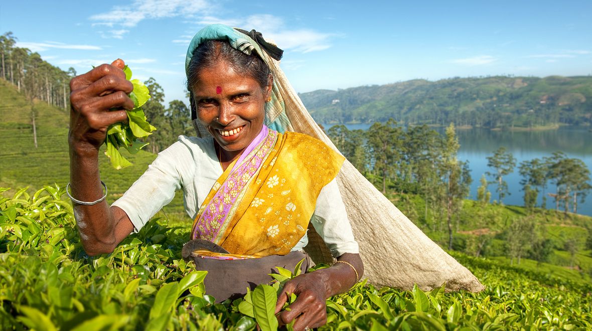 Sběračka čaje na Srí Lance