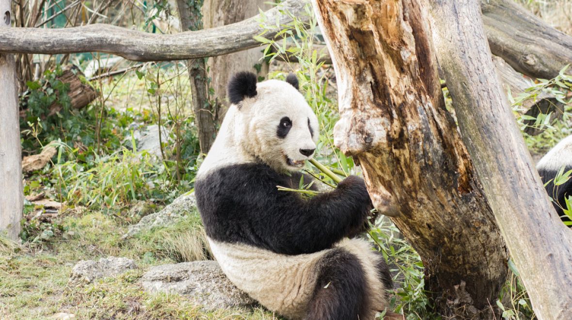Vídeňská zoo jako jediná chová pandy 