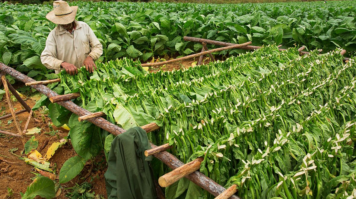 Pěstování tabáku na Kubě