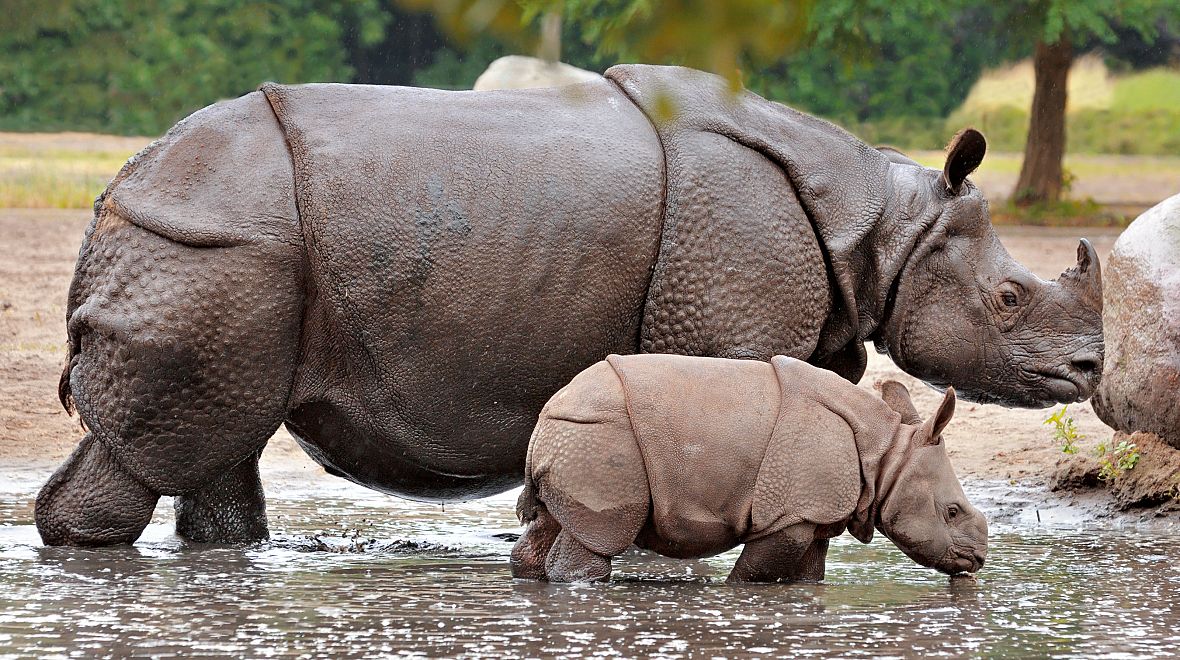 Oblíbení nosorožci