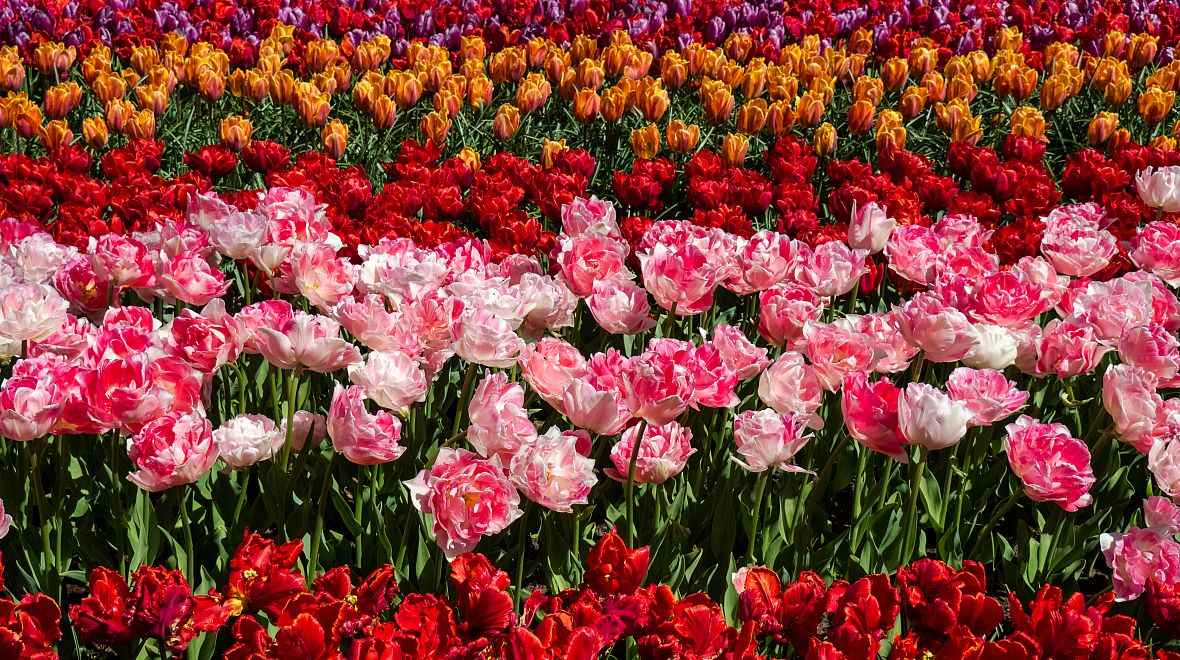 Výčet různě barevných a tvarovaných odrůd tulipánů je nekonečný