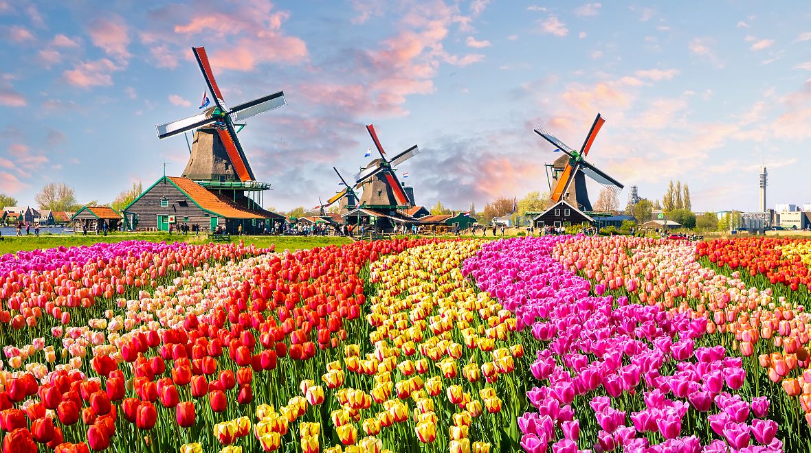 A jak také začít jaro v Nizozemsku? Třeba projížďkou v květinových polích