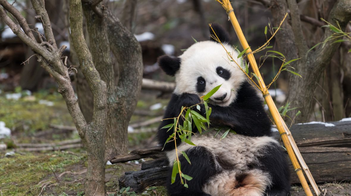 Vídeňská zoo jako jedna z mála v Evropě chová pandy velké 