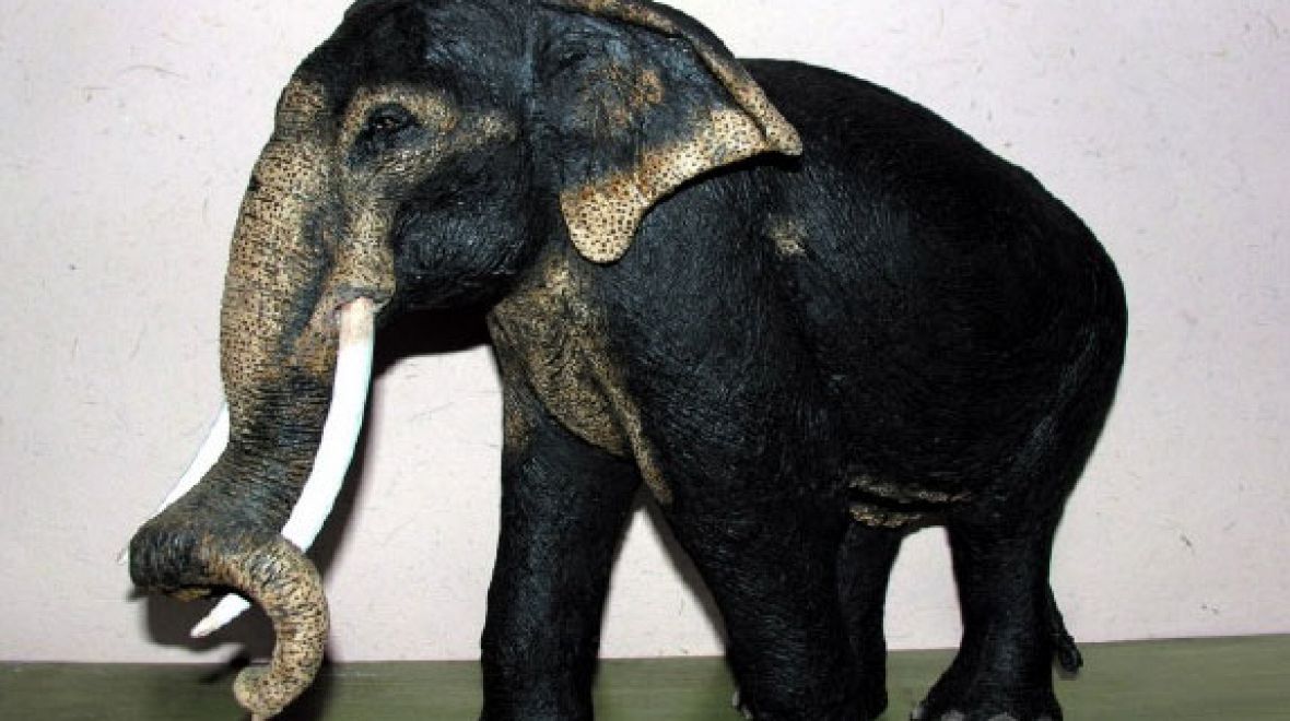 Papírový slon ze sloního trusu, věřili byste tomu? 